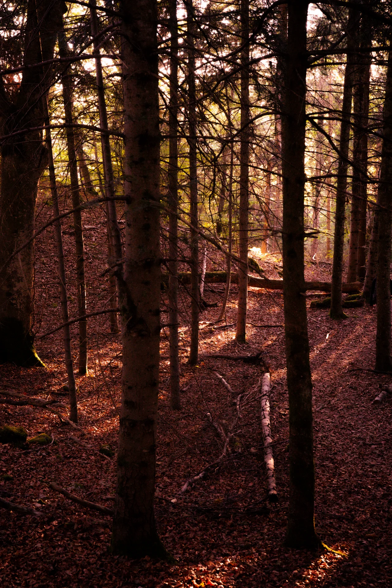 Fotos von meiner Wanderung am Lac du Bourget., Bild 10